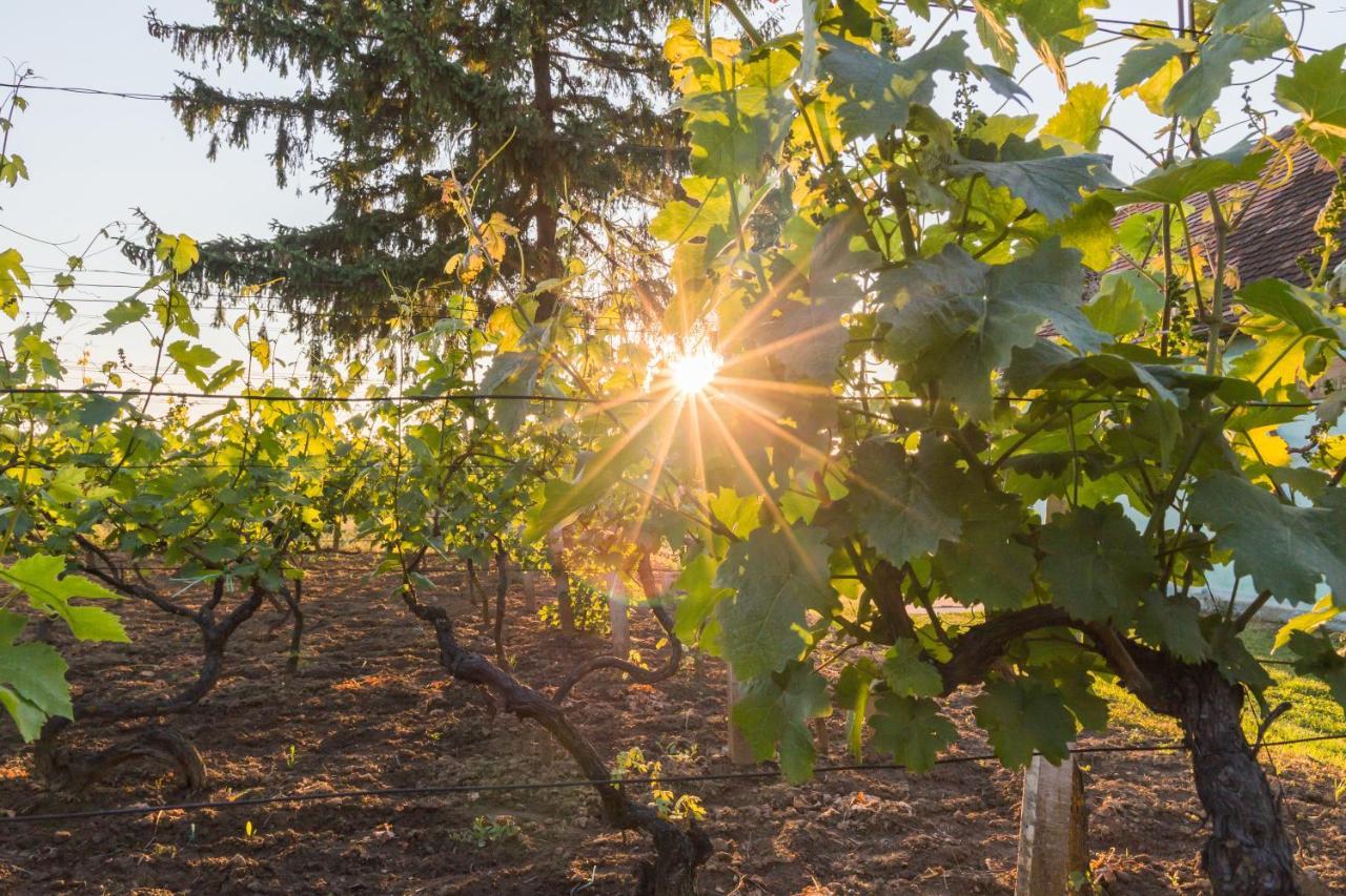 Village Wine House Mandicevac ภายนอก รูปภาพ