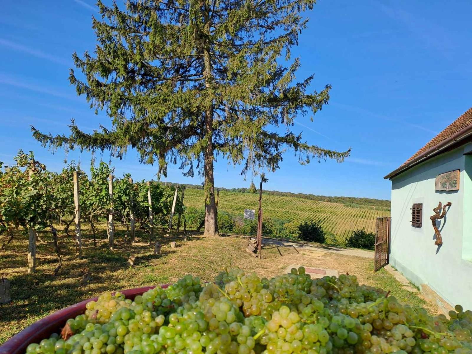 Village Wine House Mandicevac ภายนอก รูปภาพ